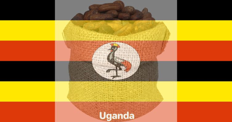 Uganda Organic Cocoa